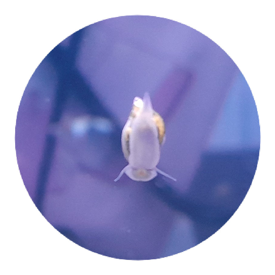 Bladder Snail