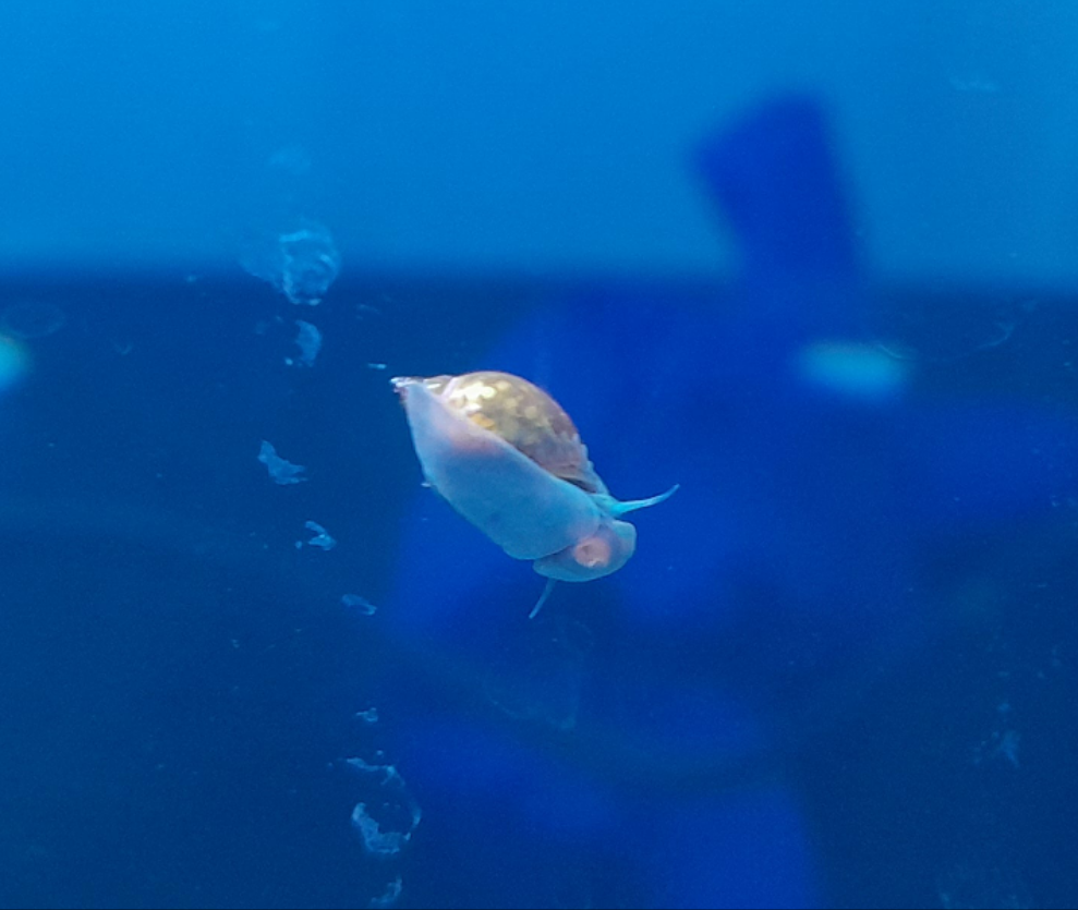 Bladder Snail