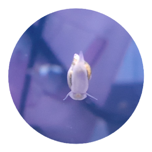 Bladder Snail